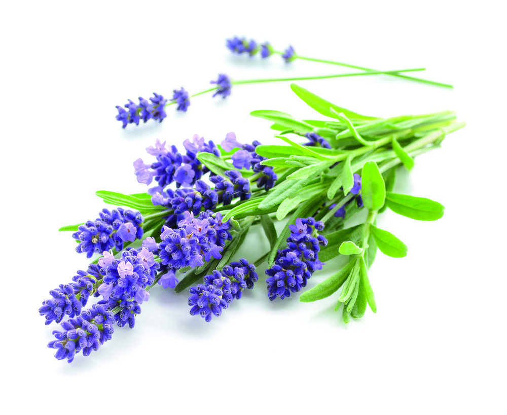Lavendel wirkt nicht nur beruhigend, sondern auch antiseptisch